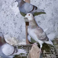 کبوتر مسافتی|پرنده|کلاله, |دیوار
