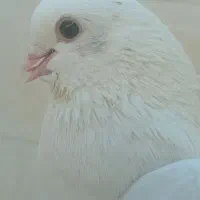 کبوتر سفید ماده|پرنده|سیرجان, |دیوار