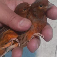 قناری نر و ماده رد بلک ،سرخ سوخته،مولد،اماده و مست|پرنده|تهران, شهرک استقلال|دیوار