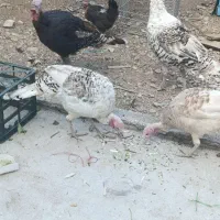 فروش بوقلمون|حیوانات مزرعه|یاسوج, |دیوار