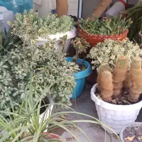 فروش انواع گل طبیعی