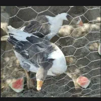 غاز نر ماده معاوضه میکنم‌با ۵ جوجه مرغ امسال