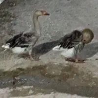 دو رگ قاز محلی