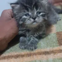 توله گربه پرشین