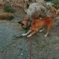 واگذاری سگ|سگ|میان ولایت, |دیوار