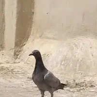 جوجه سبزخطینر