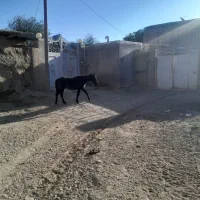 اسب
