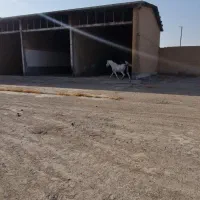 مادیان یکسر