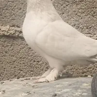 ماده سیاه نردم سبز|پرنده|جونقان, |دیوار