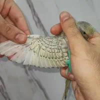 جوجه مرغ عشق رنگ خاص نر و ماده جفتی ۳۵۰