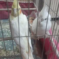 یه جفت عروس هلندی|پرنده|مسجد سلیمان, |دیوار