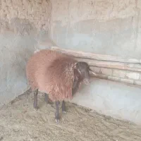 بره نرهترو وهمو بذری|حیوانات مزرعه|اسفراین, |دیوار