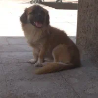 سگ پامر
