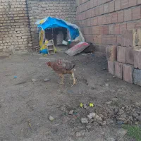 لاری|حیوانات مزرعه|آق قلا, |دیوار