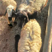 قوچ|حیوانات مزرعه|لوداب, |دیوار