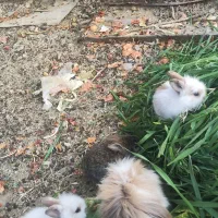 خرگوش|موش و خرگوش|زهک, |دیوار