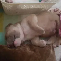 سگ پیت بول ۳ ماه|سگ|پردیس, فاز ۱|دیوار