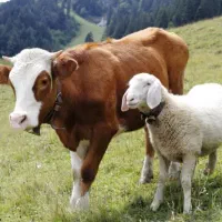 قصابی کوهیار