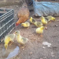 جوجه غاز ۲۵۰