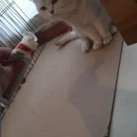 گربه گلد و سیلور نر جهت جفت گیری|گربه|تبریز, |دیوار