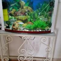 آکواریوم همراه با میز و تجهیزات کامل