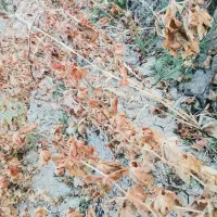 نهال گردو و انگور و بید مجنون|خدمات باغبانی و درختکاری|نوشین شهر, |دیوار