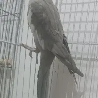 جفت عروس