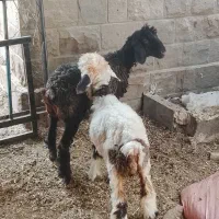 دوتا بره ماده بزرگ برای نگهداری قیمت دونه ۹۸۰۰|حیوانات مزرعه|مسجد سلیمان, |دیوار
