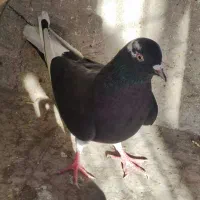 کفتردهاتی انگلیسی پاکستانی|پرنده|تهران, اسکندری|دیوار