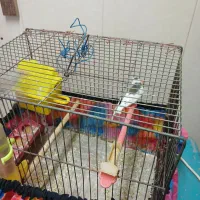 جفت فنچ هماده|پرنده|تربت‌حیدریه, شهید قرنی|دیوار