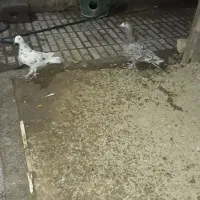 فروش یه جفت نامه بر آس