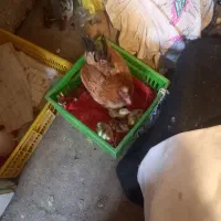 یک عدد مرغتخم گذار و یک عدد مرغ با جوجه