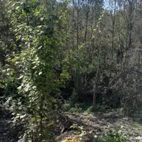 اجاره راه جدا / سعدی / ویو دار|اجارهٔ آپارتمان|لاهیجان, کوه بیجار|دیوار