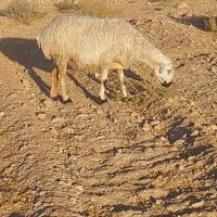 میش عراقی شکم اول و دوم|حیوانات مزرعه|بهمن صغاد, |دیوار