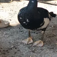 سلام اردک خارجی سرحال وسالم تمیز اورگانیک|حیوانات مزرعه|مینودشت, |دیوار