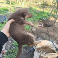 سگ ژرمن|سگ|لنگرود, |دیوار