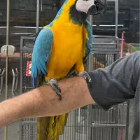 آرا آبی طلایی جوجه