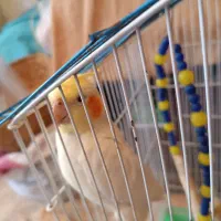 یک جفت عروس هلندی لوتینو وگل باقلی با لوازم|پرنده|لاهیجان, کوی آزادگان|دیوار