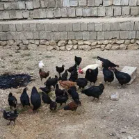 مرغ و خروس محلی