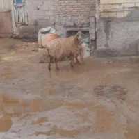 گوسفند بره دار جوان