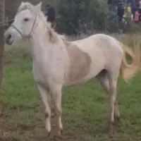 مادیان ۷سال نیله