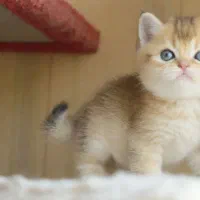 گربه بریتیش گلد