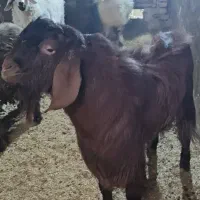 فروش گوسفند|حیوانات مزرعه|مهریز, |دیوار