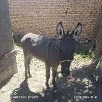 خرنرگله ای|حیوانات مزرعه|قوچان, |دیوار
