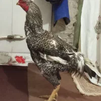 قیمت 2 تومان