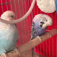 دوعدد مرغ عشق انگلیسی|پرنده|چهاردانگه (تهران), |دیوار