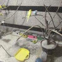فروش 19 عدد مرغ عشق|پرنده|مریوان, |دیوار