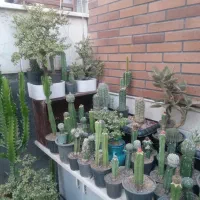 کاکتوس و بنسای