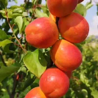 فروش نهال پیوندی و اصلاح شده|خدمات باغبانی و درختکاری|شهرکرد, |دیوار