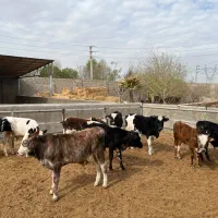 گیلدورگ لاغر|حیوانات مزرعه|جوادآباد, |دیوار